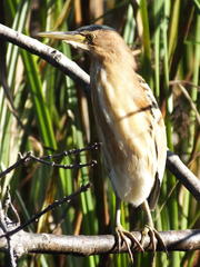 Ixobrychus minutus payesii