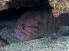 Epinephelus caninus