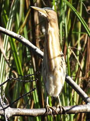 Ixobrychus minutus payesii