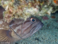Epinephelus caninus