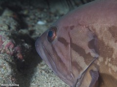 Epinephelus caninus