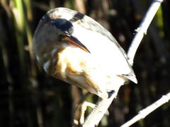 Ixobrychus minutus payesii