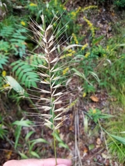 Elymus hystrix hystrix