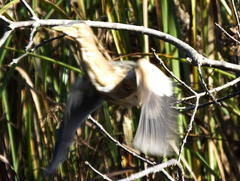 Ixobrychus minutus payesii