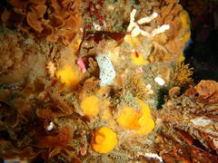 Mandelia mirocornata