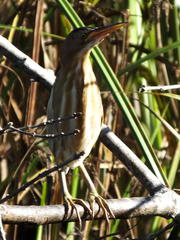 Ixobrychus minutus payesii