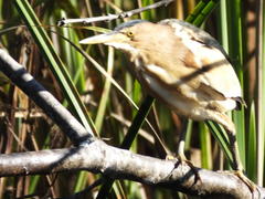 Ixobrychus minutus payesii