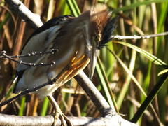 Ixobrychus minutus payesii