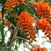 Colvillea racemosa - Photo (c) melanie cook,  זכויות יוצרים חלקיות (CC BY-NC-SA)