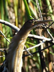 Ixobrychus minutus payesii