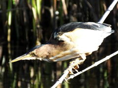 Ixobrychus minutus payesii