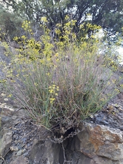 Bupleurum fruticescens