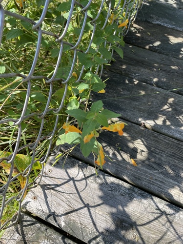 photo of Common Jewelweed (Impatiens capensis)