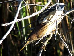 Ixobrychus minutus payesii