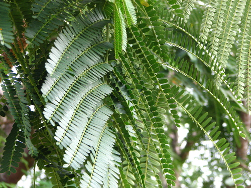 Colvillea racemosa