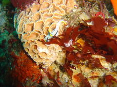 Polycera capensis