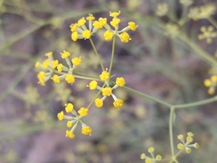 Bupleurum fruticescens