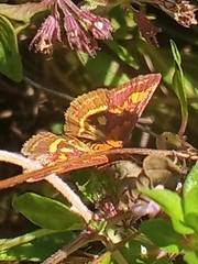 Pyrausta purpuralis