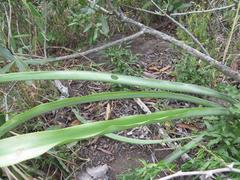 Chlorophytum bowkeri