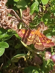Pyrausta purpuralis