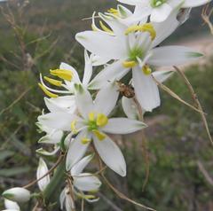 Chlorophytum bowkeri