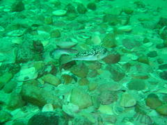 Amblyrhynchote honckenii