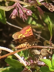 Pyrausta purpuralis