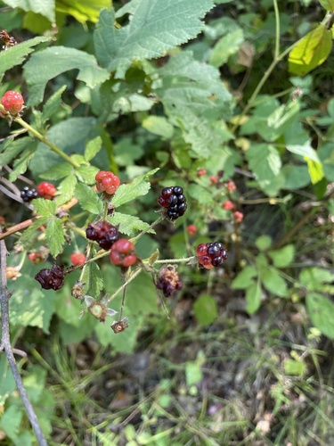 photo of Black Raspberry (Rubus occidentalis)