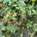 photo of Black Raspberry (Rubus occidentalis)