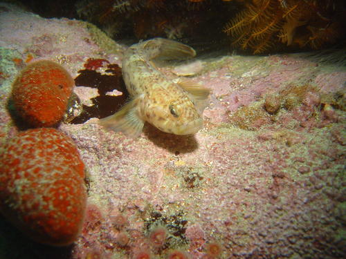 Caffrogobius saldanha