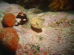 Caffrogobius nudiceps