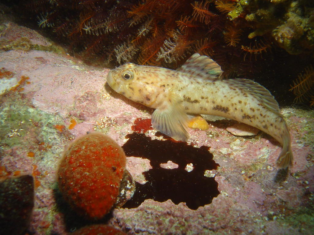Caffrogobius