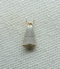 Argyria gonogramma