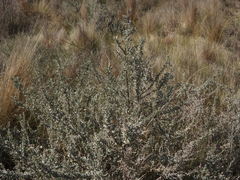 Atriplex lampa