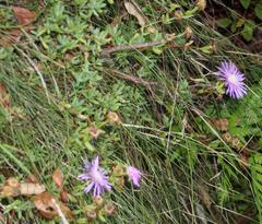 Lampranthus falciformis