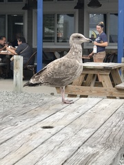 Larus argentatus