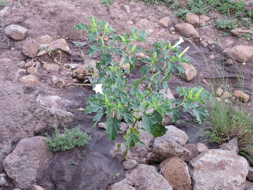 Datura stramonium image