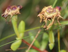 Lampranthus falciformis