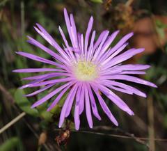 Lampranthus falciformis