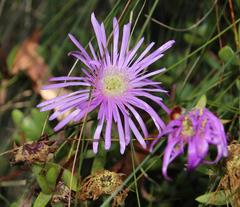 Lampranthus falciformis