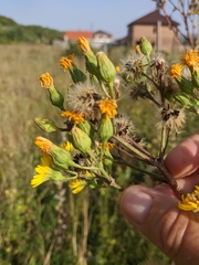 Hieracium robustum