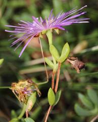 Lampranthus falciformis