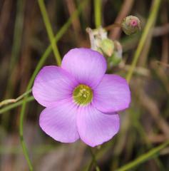 Oxalis bifida