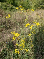 Jacobaea grandidentata