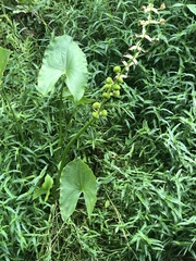Sagittaria australis