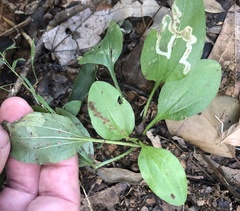 Phytomyza plantaginis