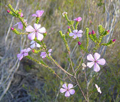 Acmadenia tetragona