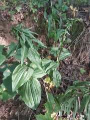 Epipactis helleborine