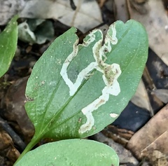 Phytomyza plantaginis