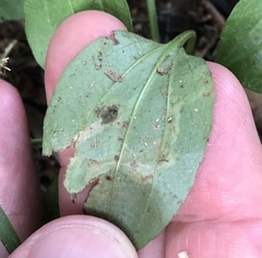 Phytomyza plantaginis